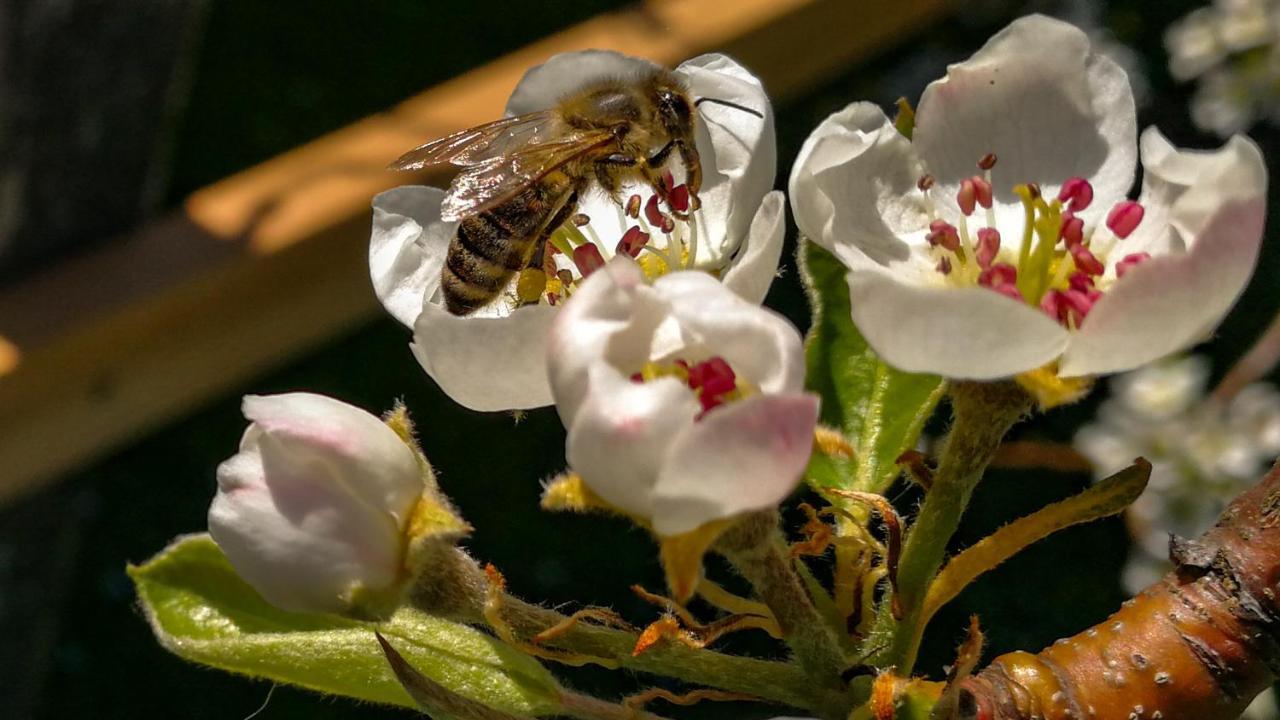 Hoderhof Lejlighed Grassau  Eksteriør billede